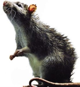 Lassa fever