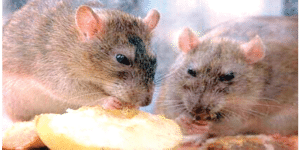 Rats are carriers of Lassa fever virus