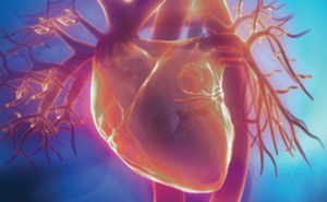 A healthy heart is key to cardiovascular health