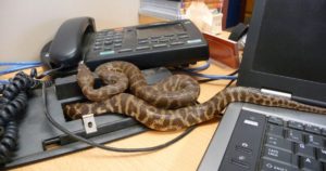 snakes