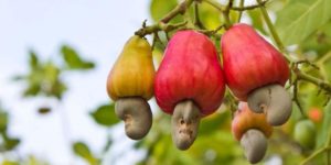 cashew