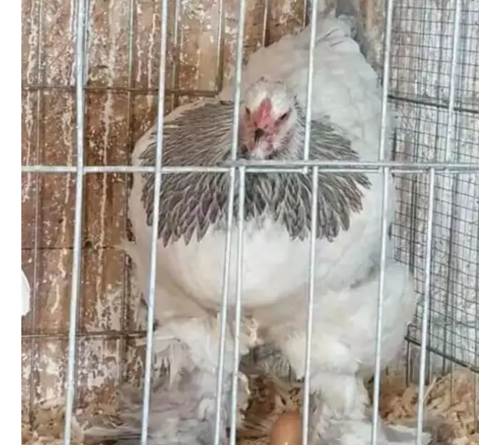Brahma chicken in the cage