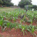 Farming Season: Farmers In Anambra State Seek Govt Support To Tackle Food Insecurity