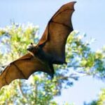 Australian Man Dies from Rare Bat-Borne Virus